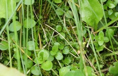 Epilobium brunnescens