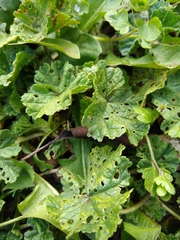 Magnoliopsida