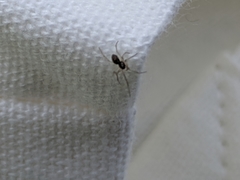 Araneae