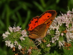Chrysoritis midas