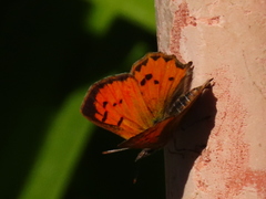 Chrysoritis midas