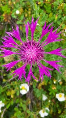 Centaurea polyacantha