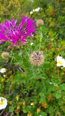 Centaurea polyacantha