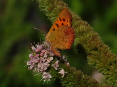 Chrysoritis midas