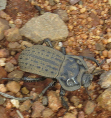 Anomalipus expansicollis