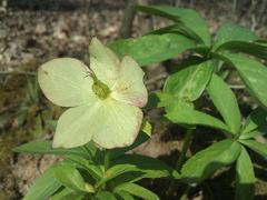 Helleborus odorus