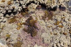Sargassum sinclairii
