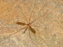 Tipula jocosa