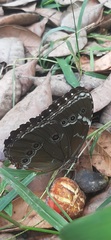Morpho helenor ululina