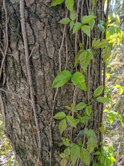 Toxicodendron radicans