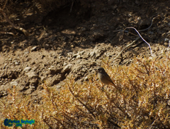 Phoenicurus ochruros