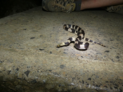Tropidophis feicki
