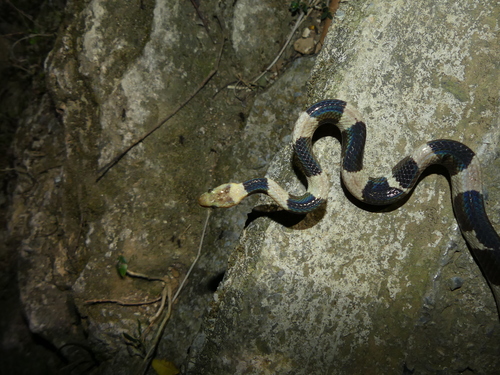 Feick's Dwarf Boa
