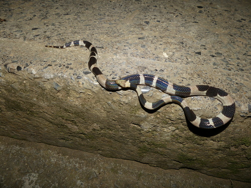 Feick's Dwarf Boa