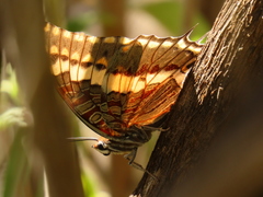 Charaxes pelias