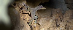 Anolis bartschi
