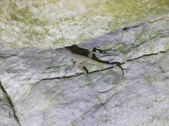 Anolis bartschi