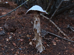 Battarrea phalloides