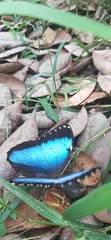 Morpho helenor ululina