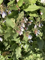 Symphytum × hidcotense