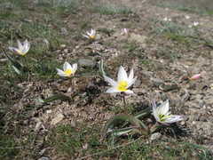 Tulipa biflora