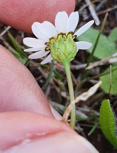 Image of Mauranthemum paludosum by (c) Mehdi Chetibi, some rights reserved (CC BY)