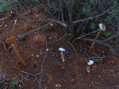 Battarrea phalloides