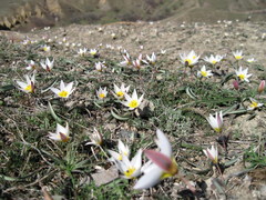 Tulipa biflora
