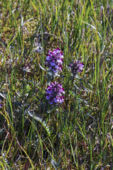 Pedicularis sudetica