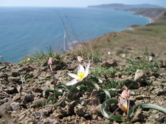 Tulipa biflora