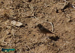 Phoenicurus ochruros