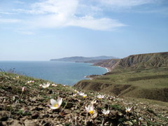 Tulipa biflora