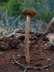 Battarrea phalloides