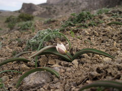 Tulipa biflora