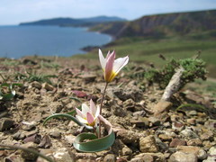 Tulipa biflora