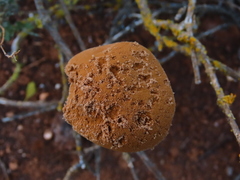 Battarrea phalloides