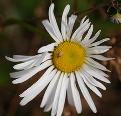 Leucanthemum vulgare