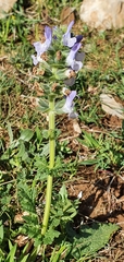 Salvia verbenaca