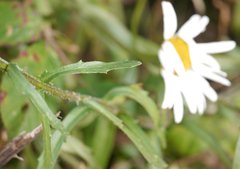 Leucanthemum vulgare
