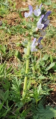 Salvia verbenaca