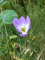 Colchicum speciosum