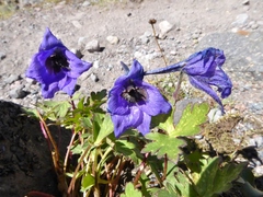 Delphinium caucasicum