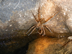 Dolomedes dondalei