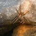 Dolomedes dondalei - Photo (c) Charles Fryett, some rights reserved (CC BY-NC)