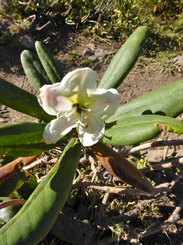 დეკა (Rhododendron caucasicum)