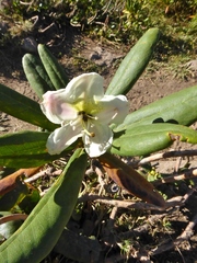 Rhododendron caucasicum