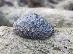 Onchidium stuxbergi