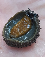 Onchidium stuxbergi