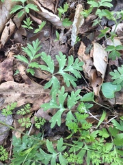 Hydrophyllum brownei