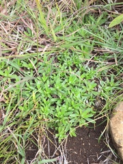 Chevreulia sarmentosa